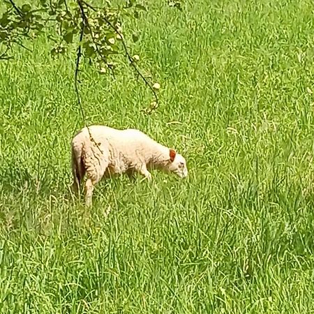 Domek Caloroczny Zagroda Mlynski スウコビツェ エクステリア 写真